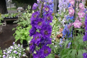 Delphinium 'Black Knight'